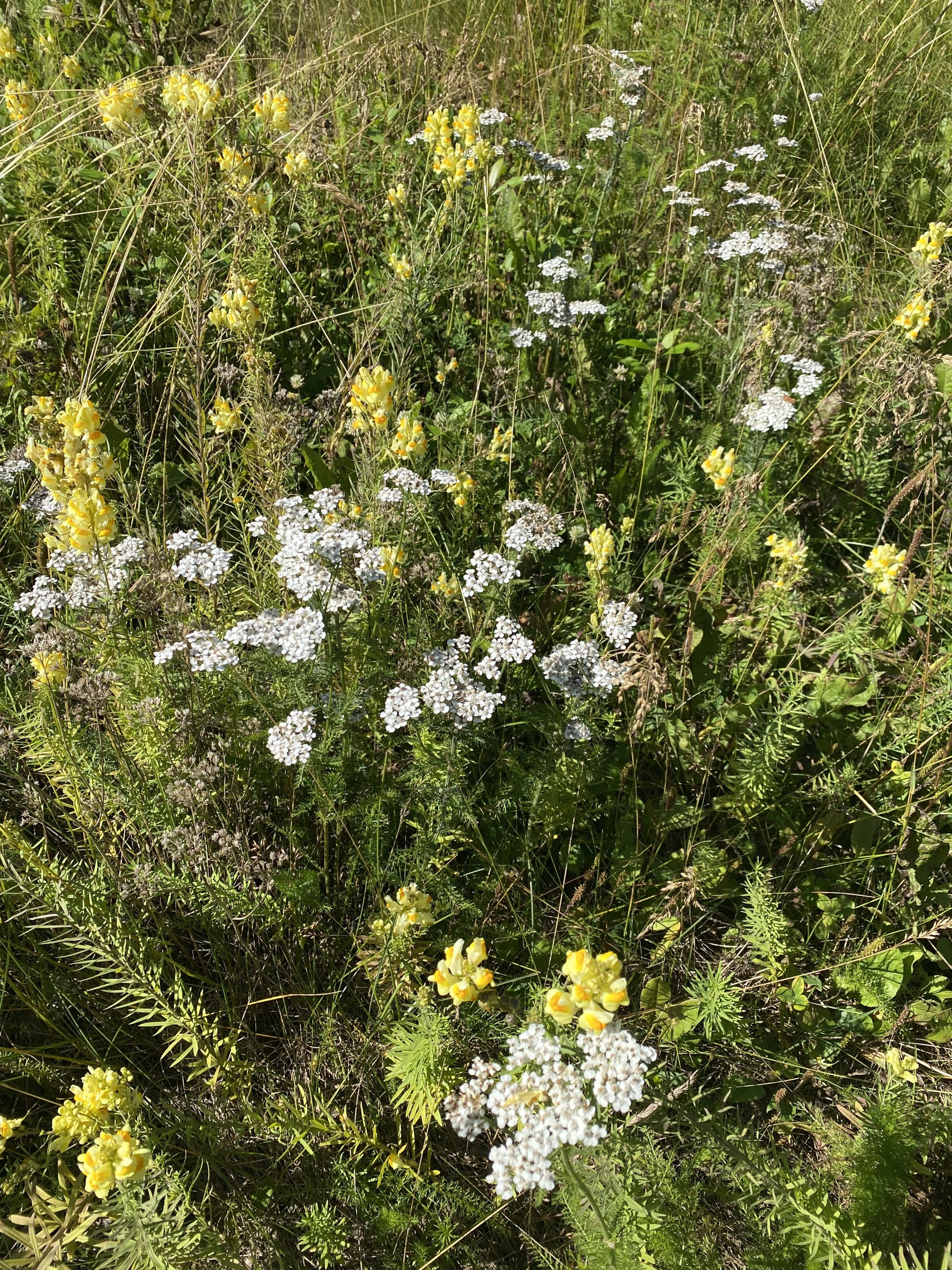 IMG_1845.jpeg