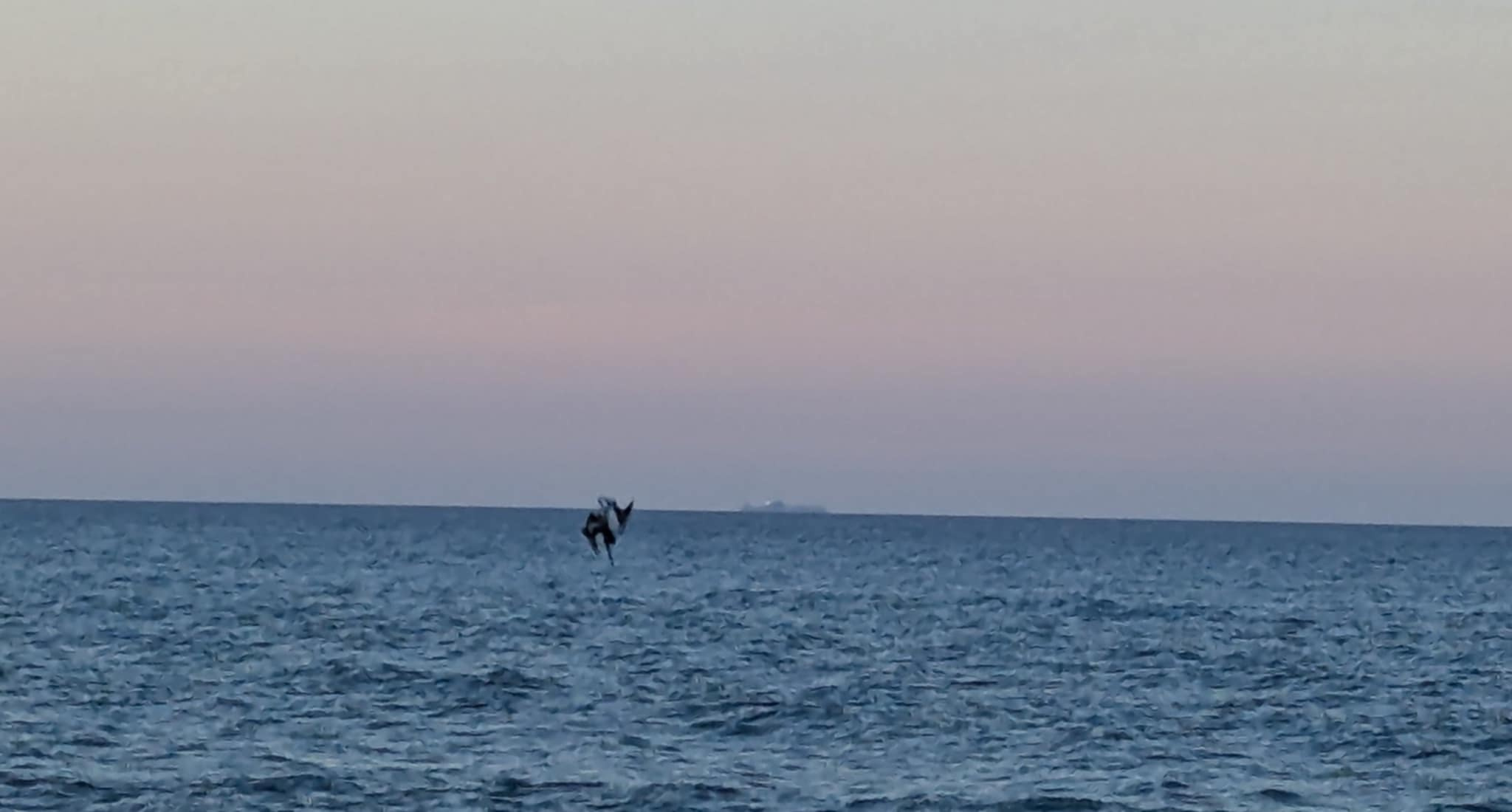 pelican.jpg