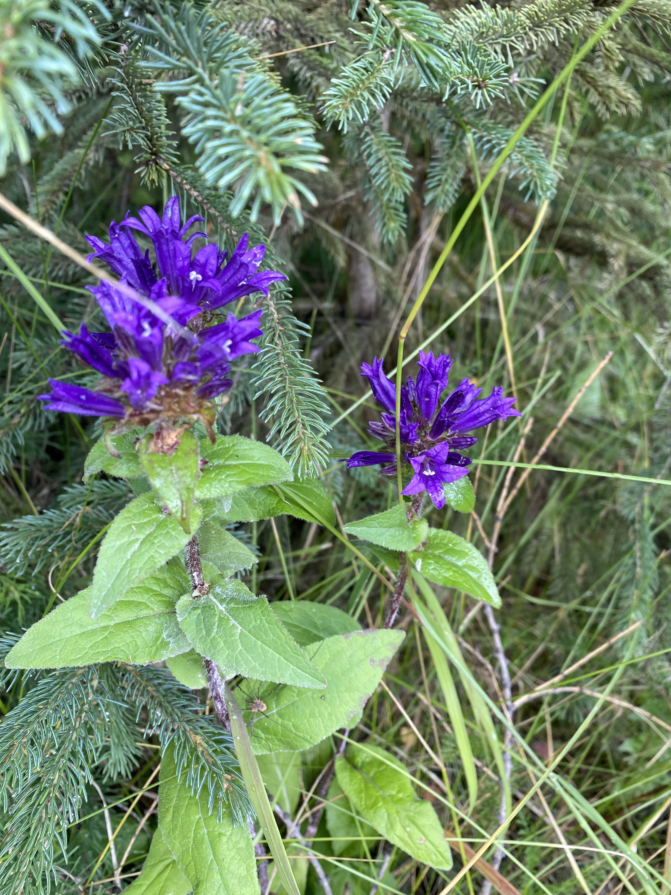 IMG_1836.jpeg
