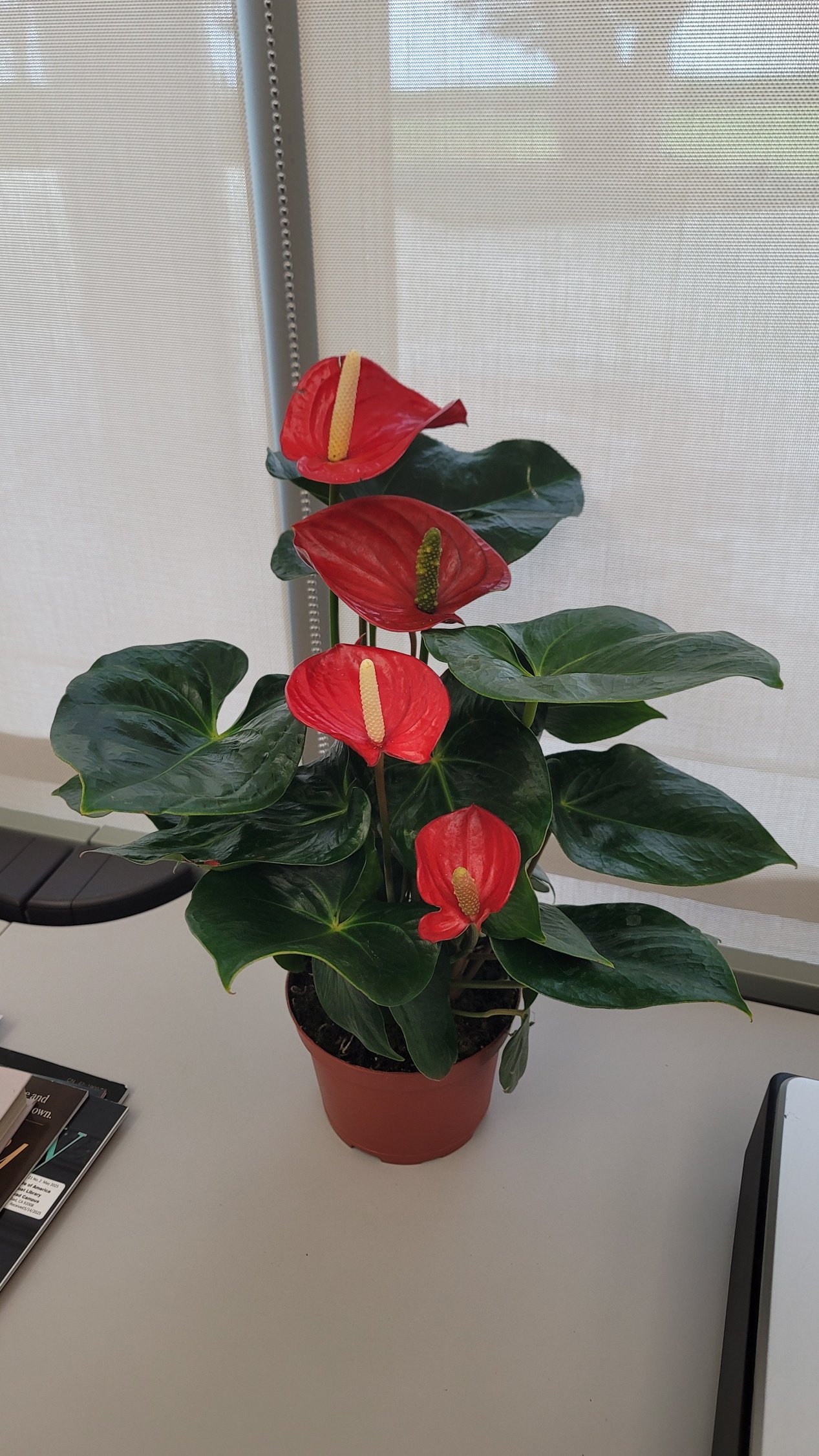 Anthurium.jpg