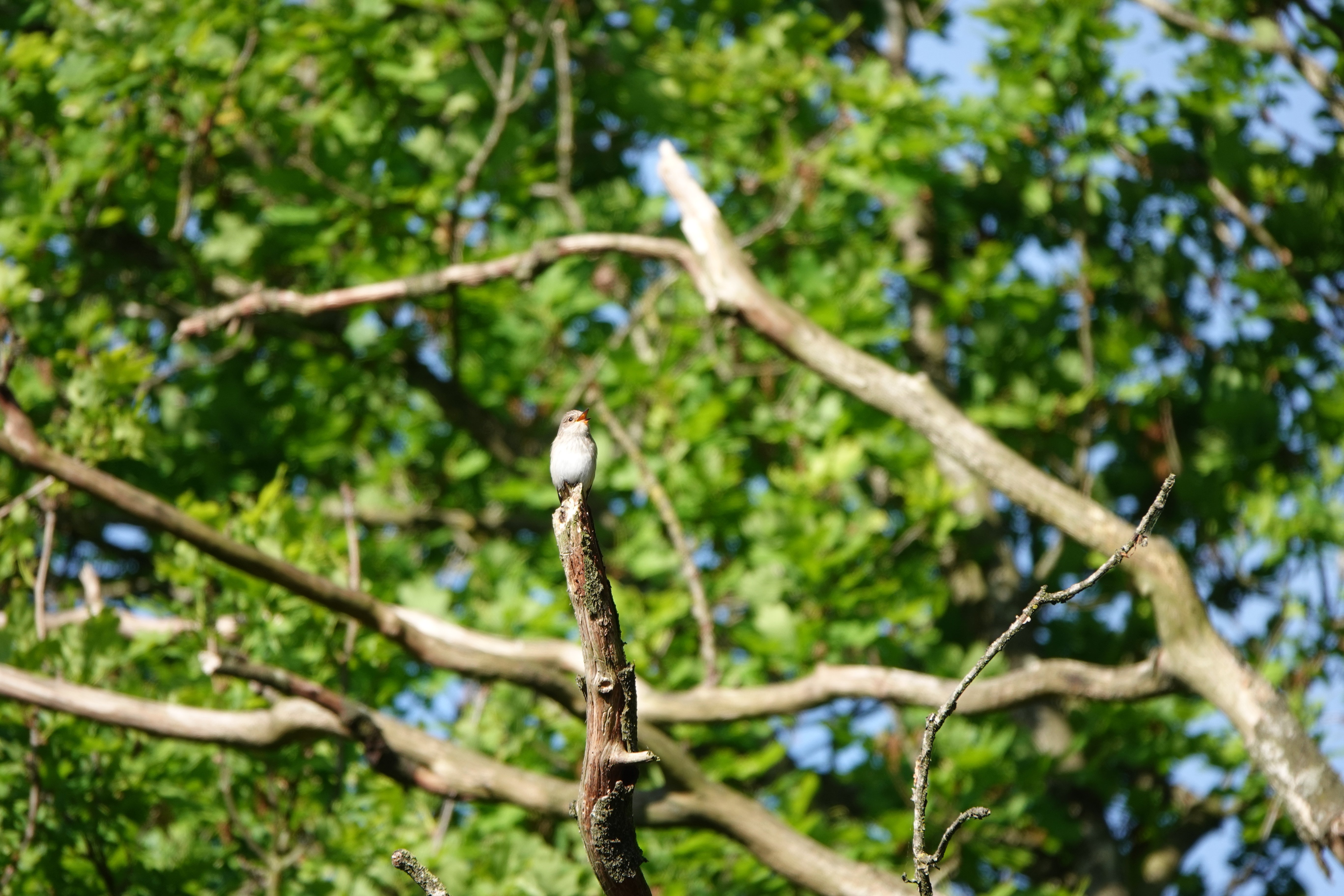 DSC08994.JPG