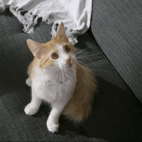 Cats Reaction GIF by Hill's Pet Nutrition EMEA.gif