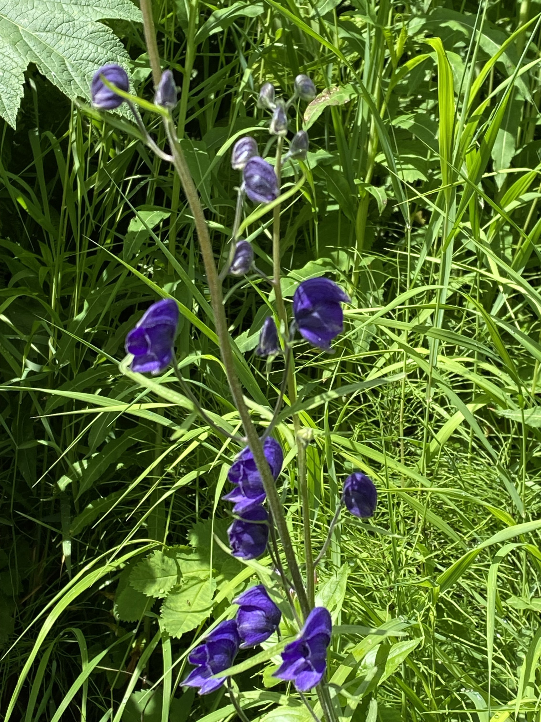 IMG_1821.jpeg