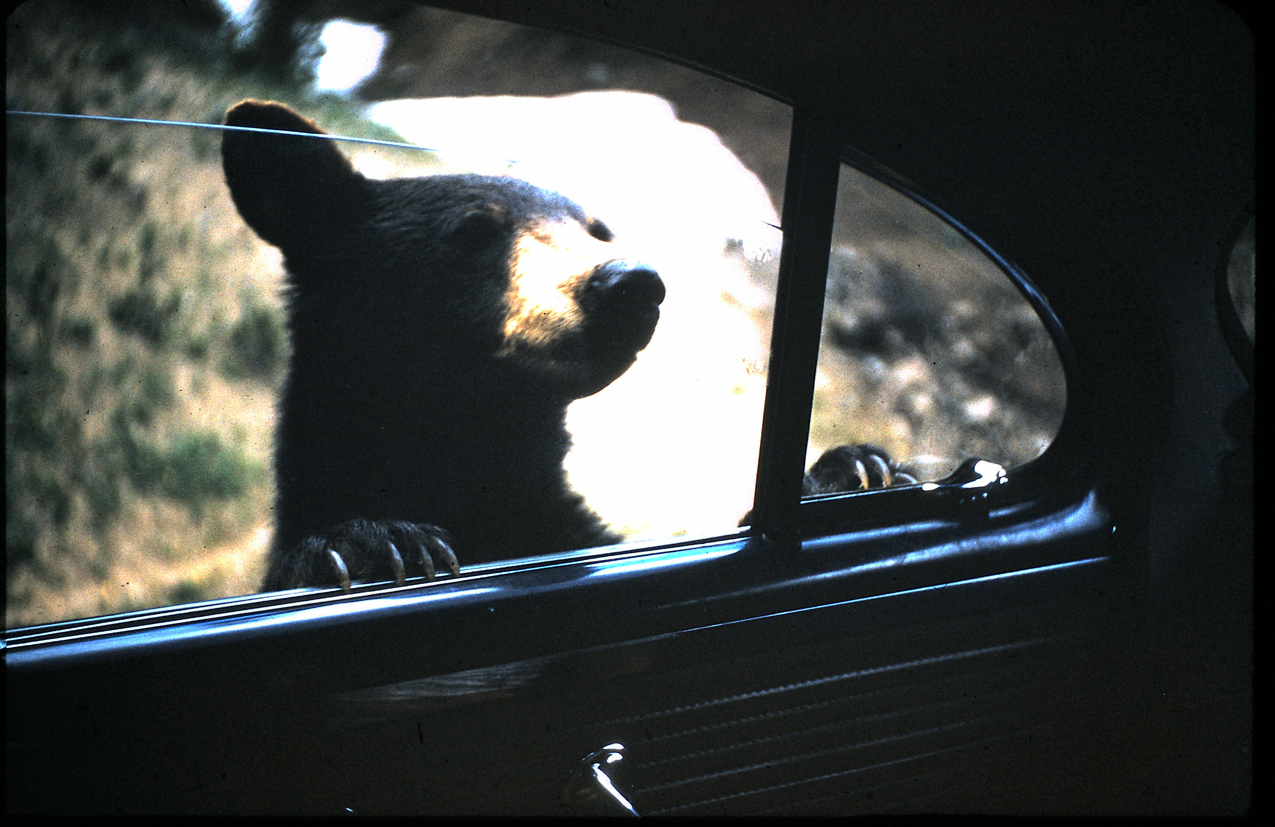 278. bears.jpg
