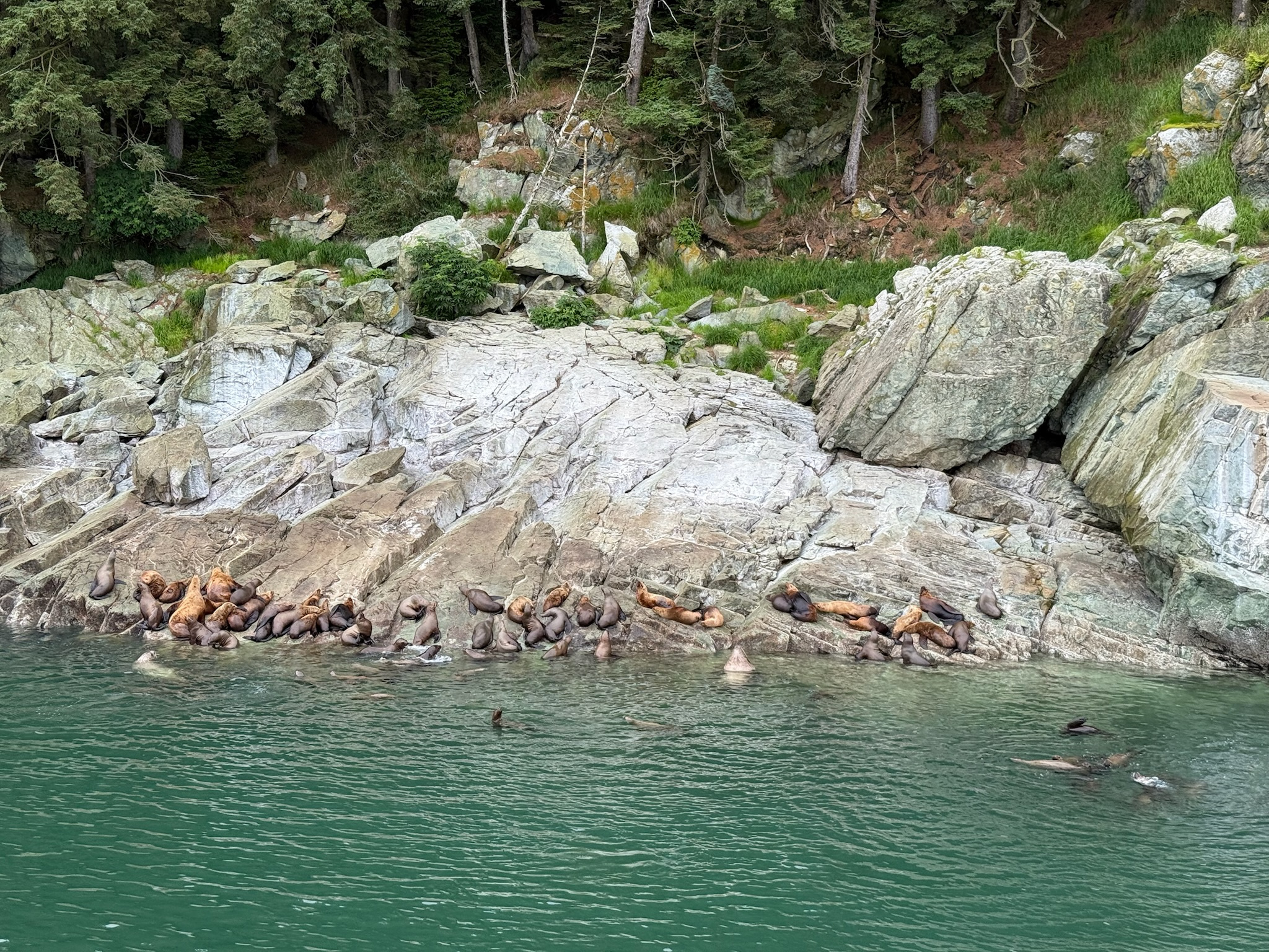 SealionsJuneau.jpg