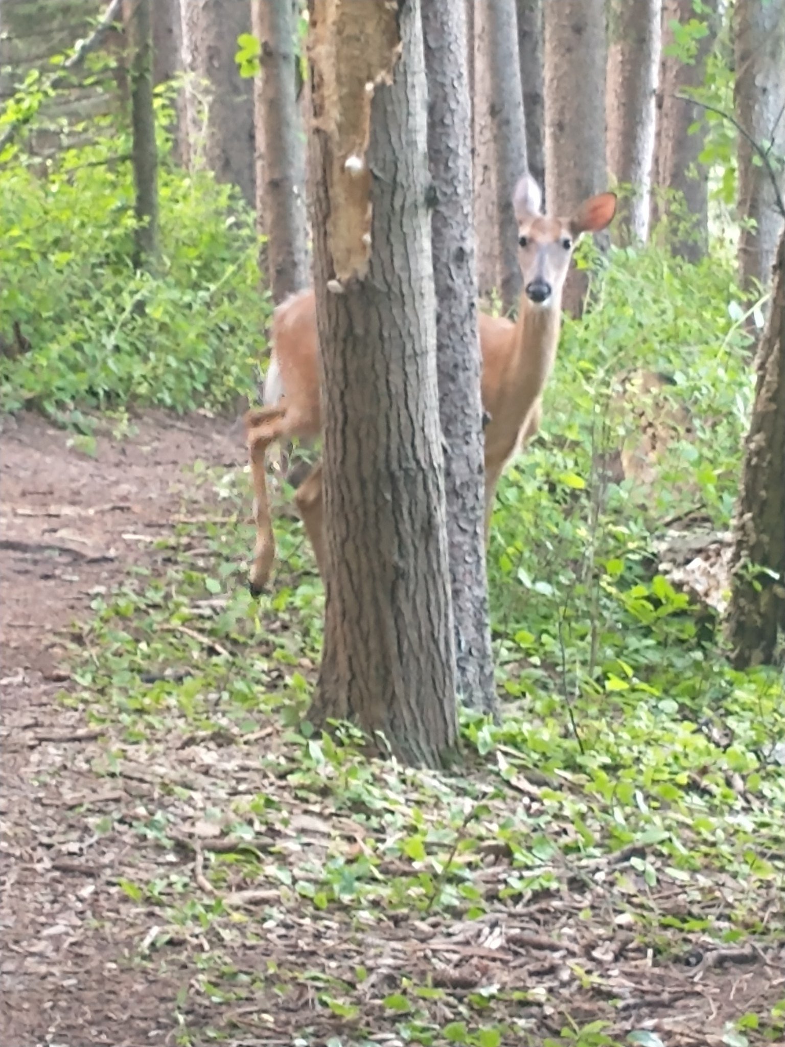 curious deer on trail.jpg