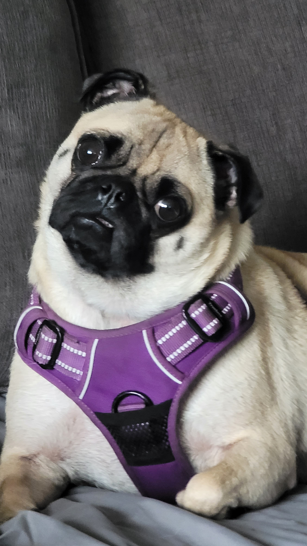 06.2025 Violet with teeth showing head tilted.jpg