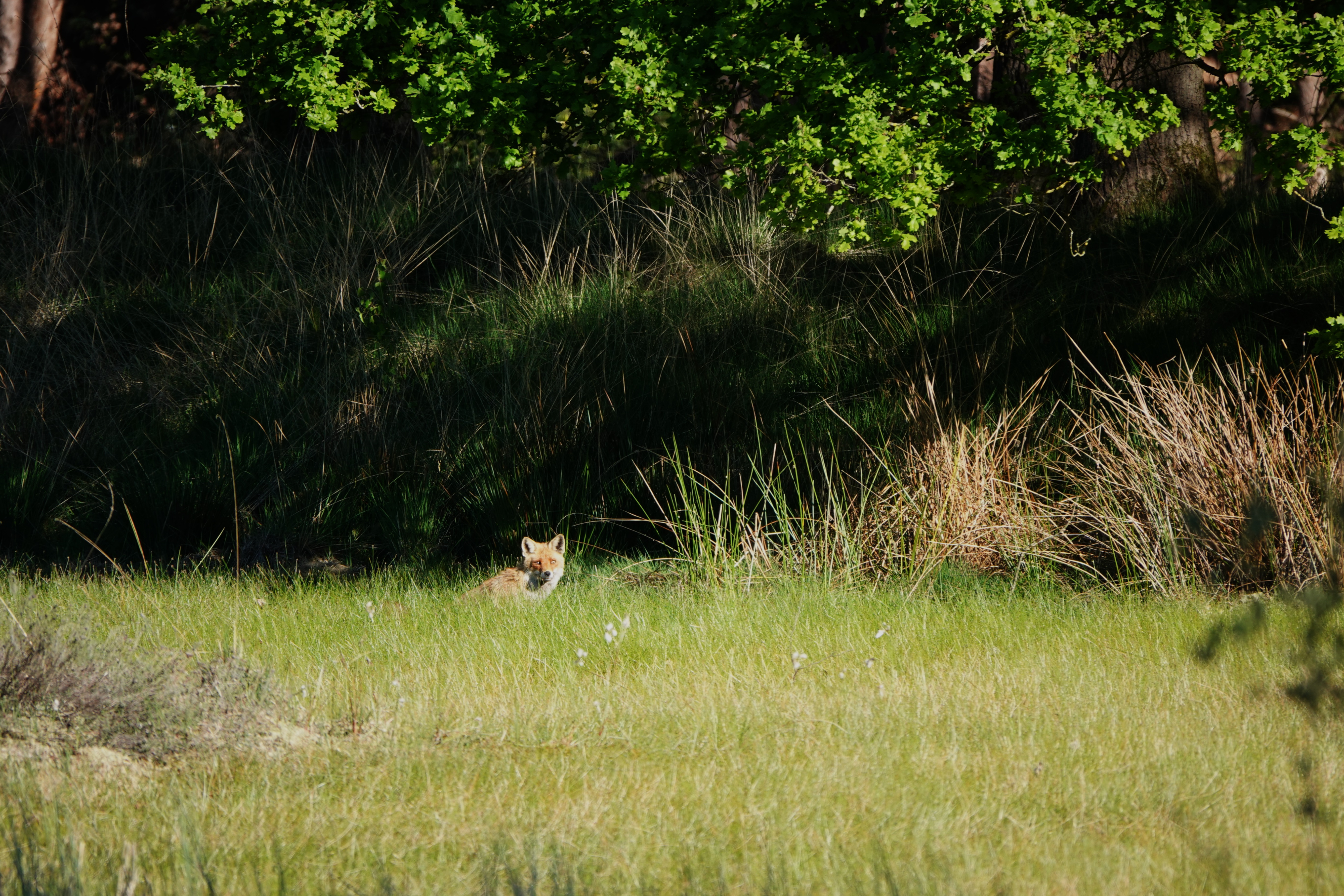 fox.JPG