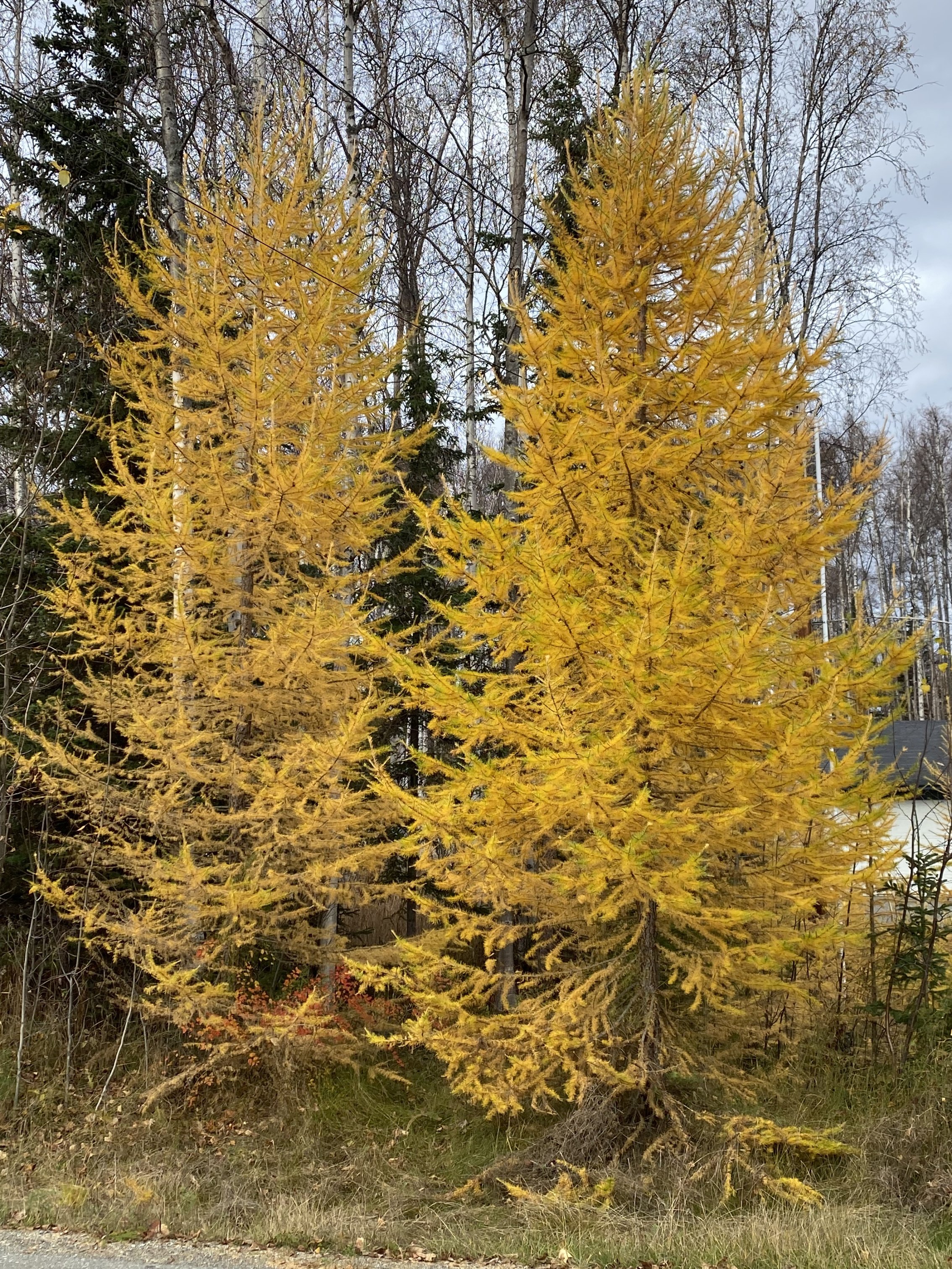 IMG_1953.jpeg