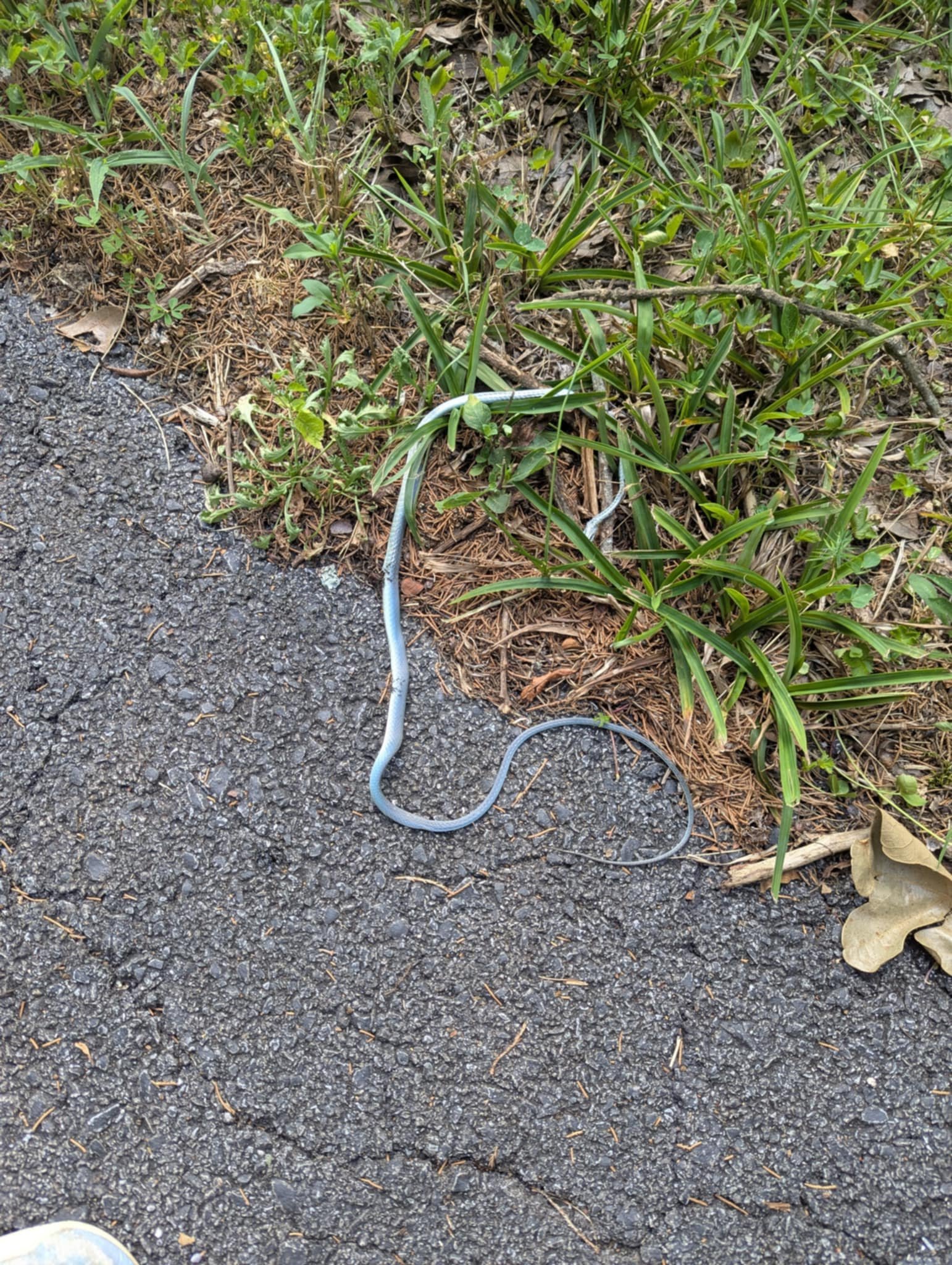 blue snake.jpg