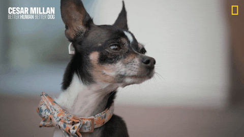 Nat Geo Dog GIF by National Geographic Channel.gif