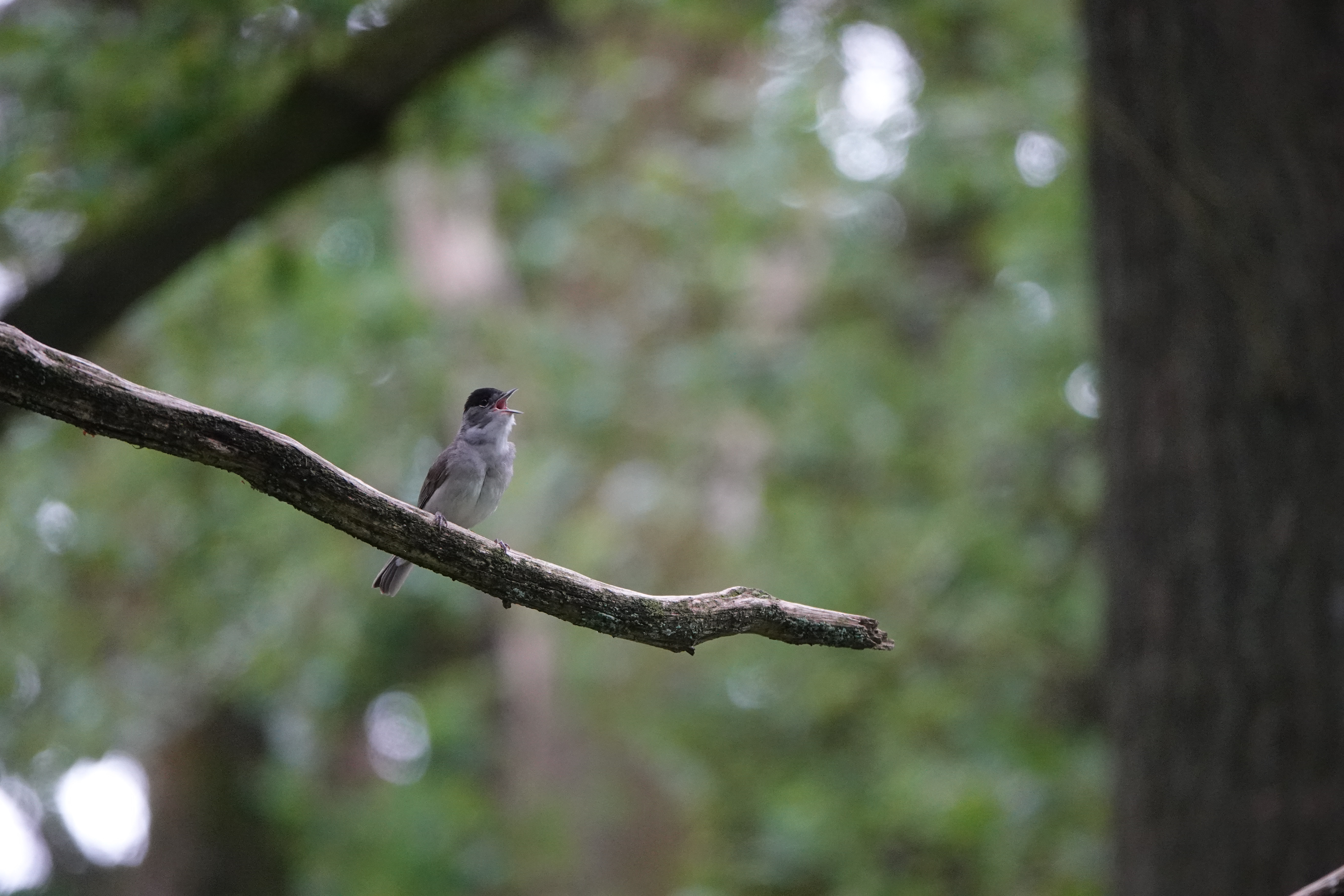 DSC01786.JPG