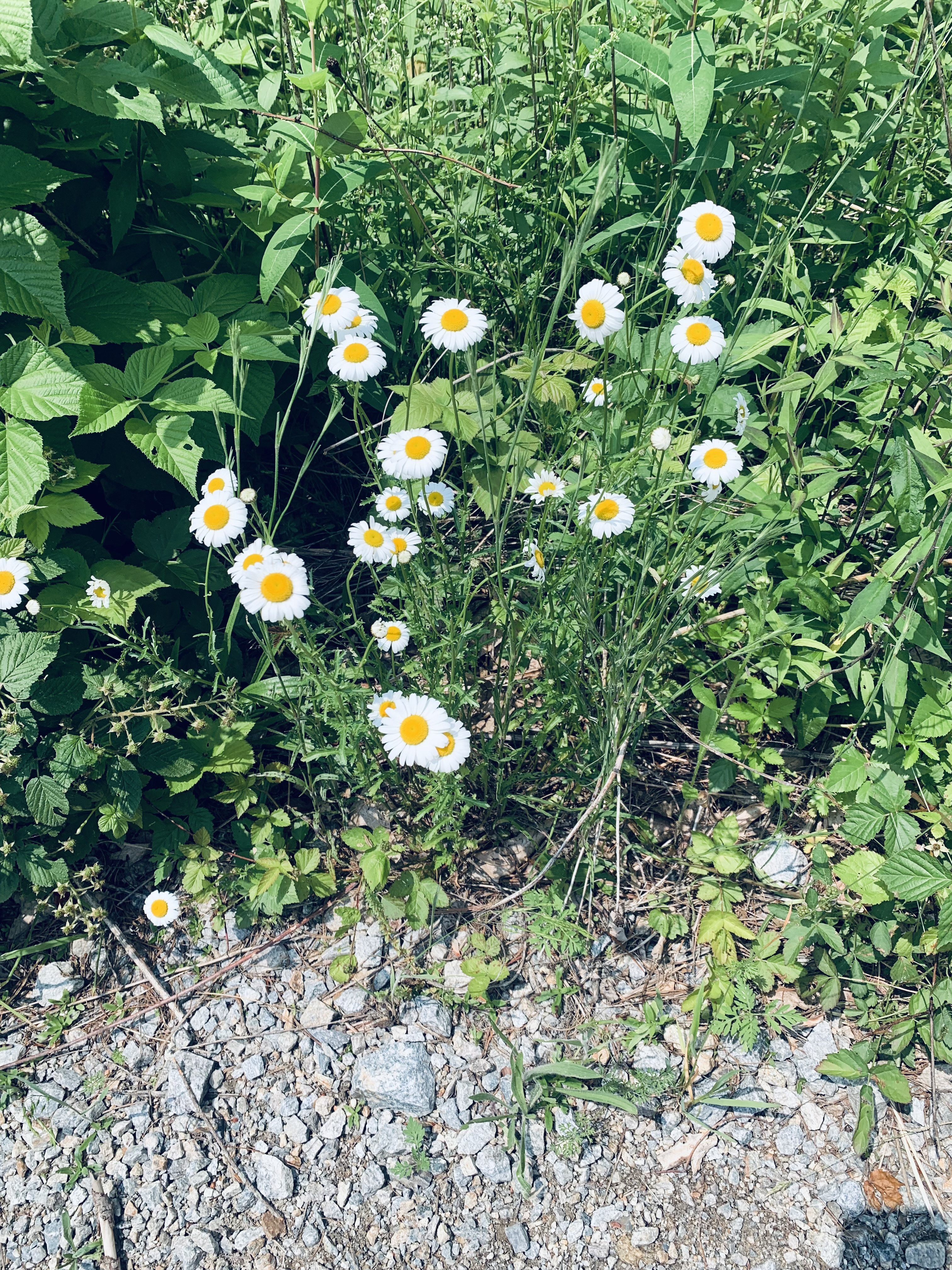 IMG_1582.jpeg