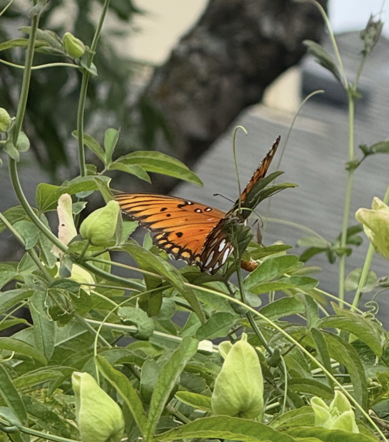 Screenshot 2025-09-07 at 7.05.00 AM.png