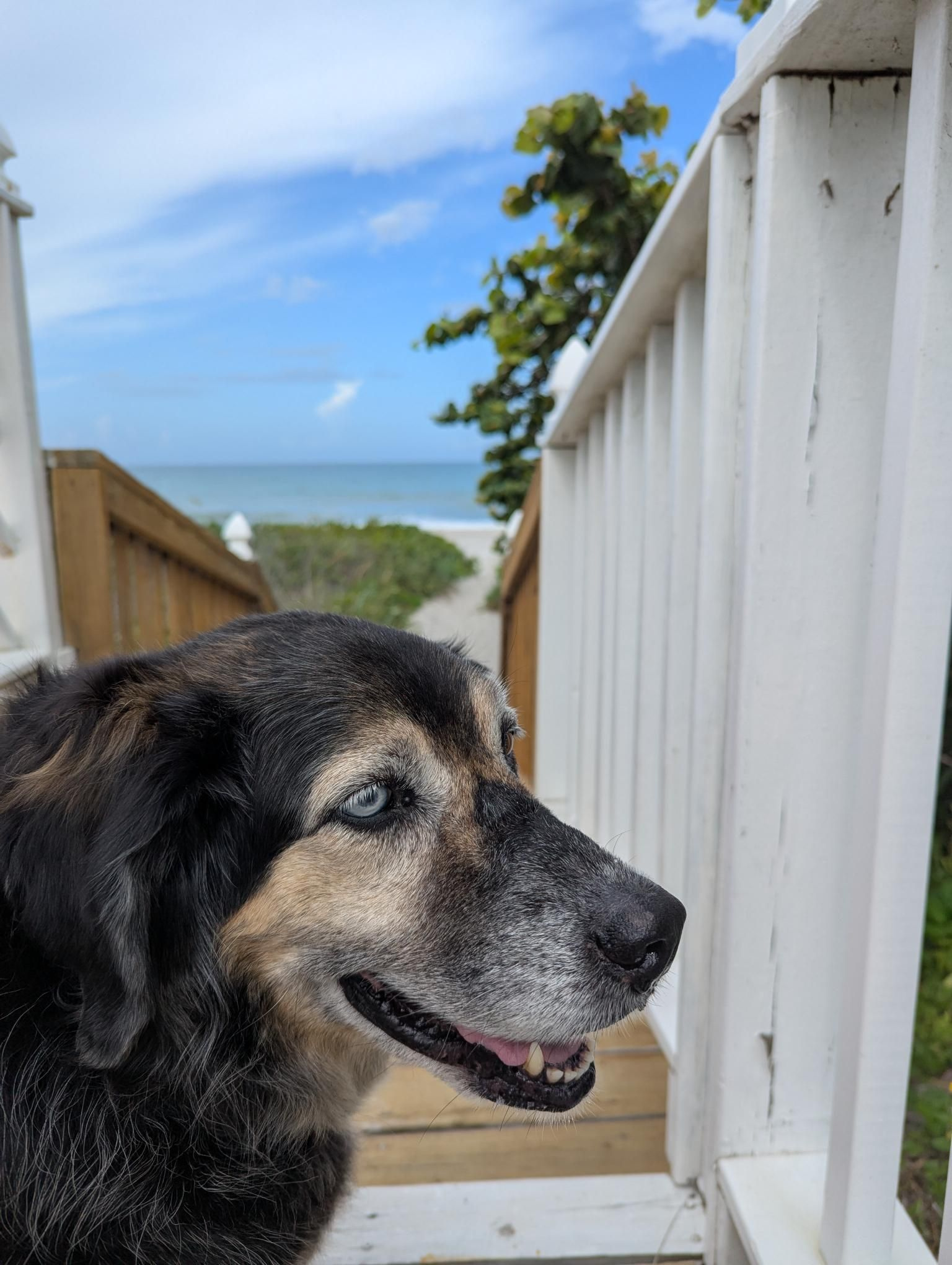 Tippy at the beach.jpg