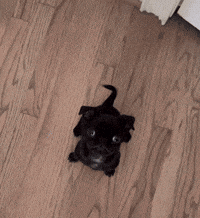 PugCutestGIF.gif