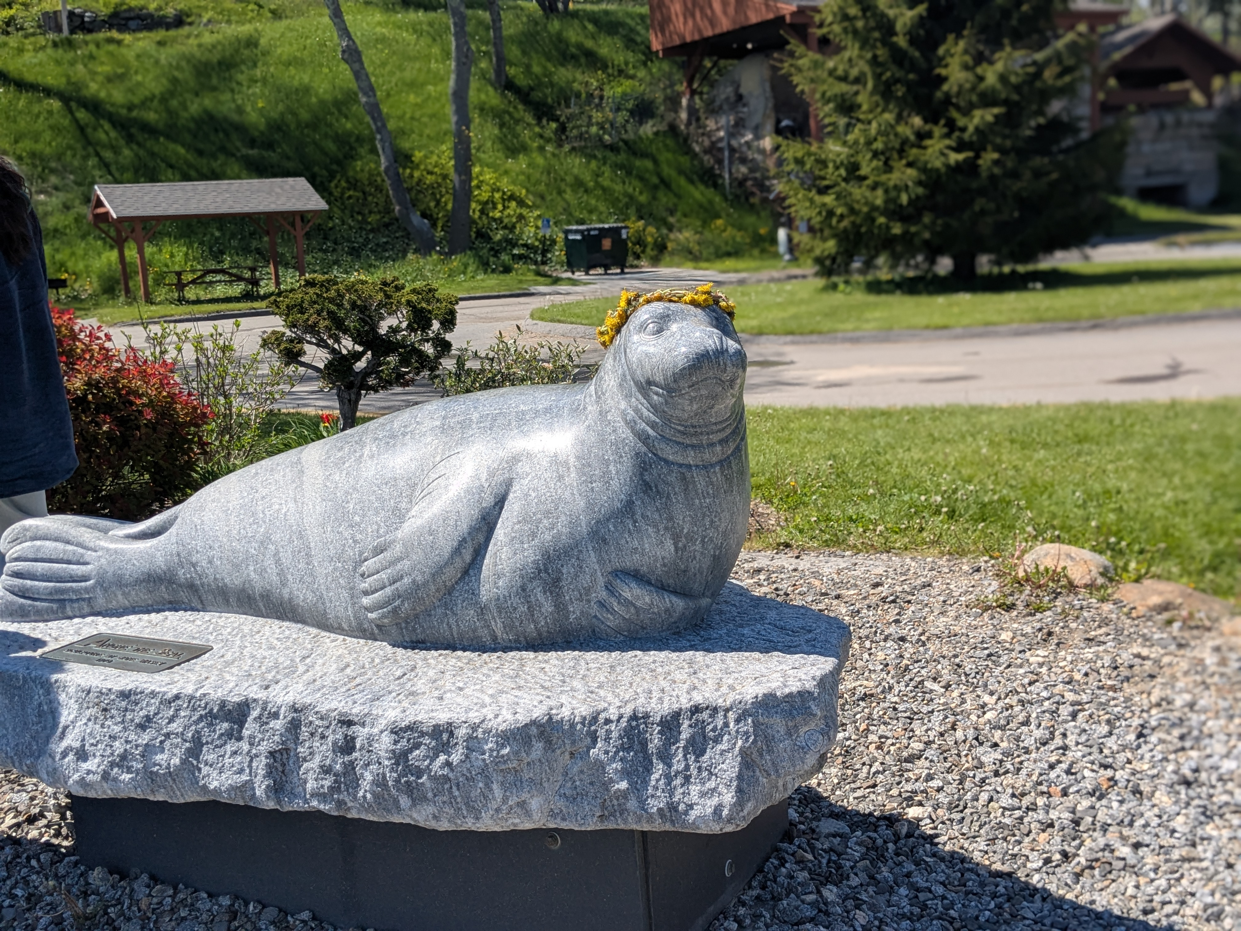 05 26 25  Rockland Harbor, ME 5  Andre the Seal.jpg