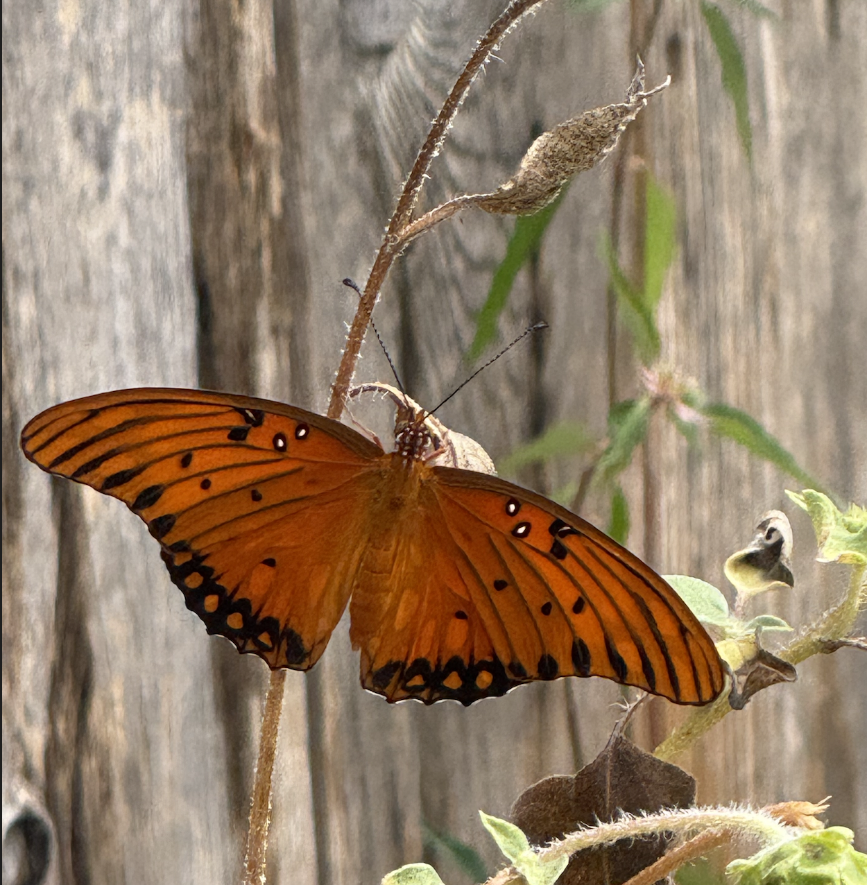 Screenshot 2025-08-22 at 5.40.04 AM.png