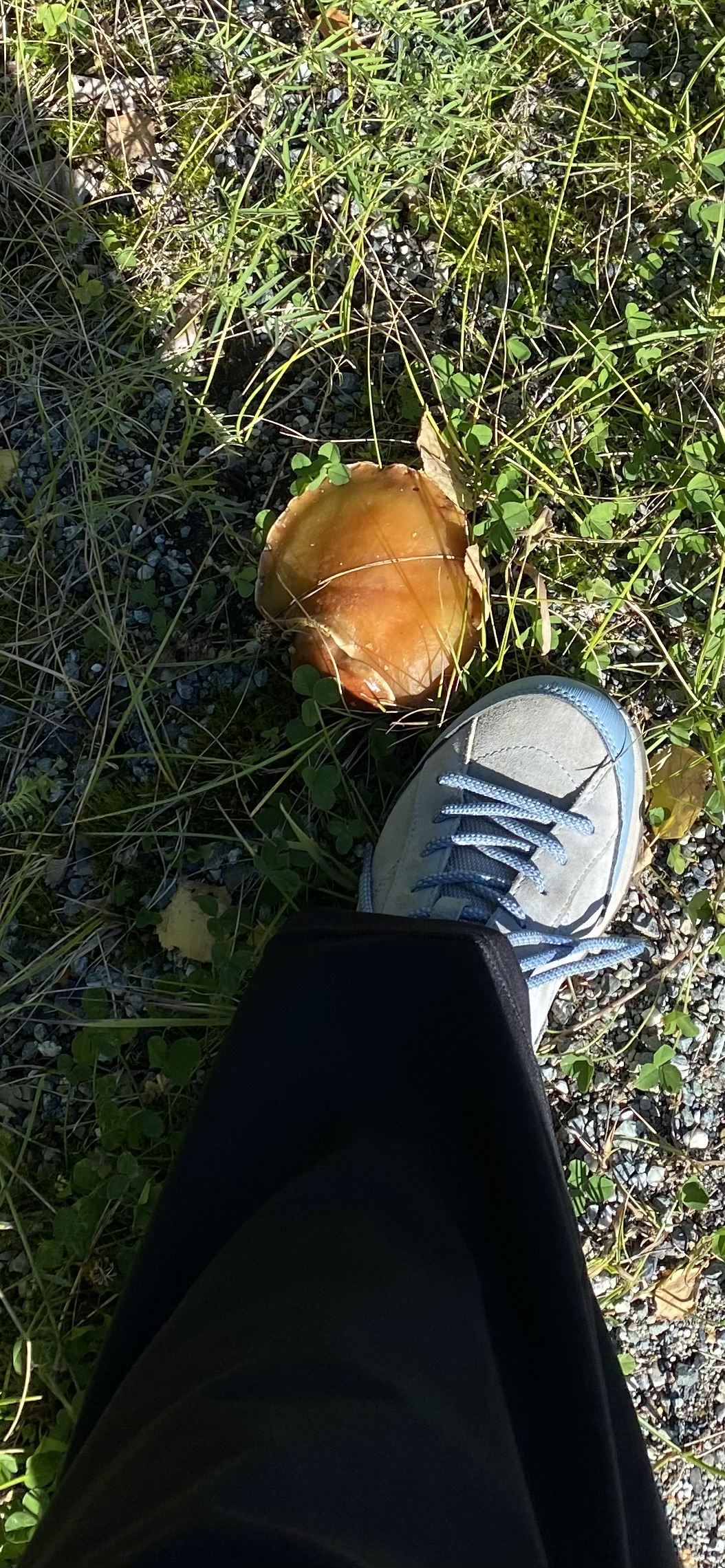 IMG_1878.jpeg