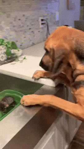 Dog Kitten GIF by MOODMAN.gif