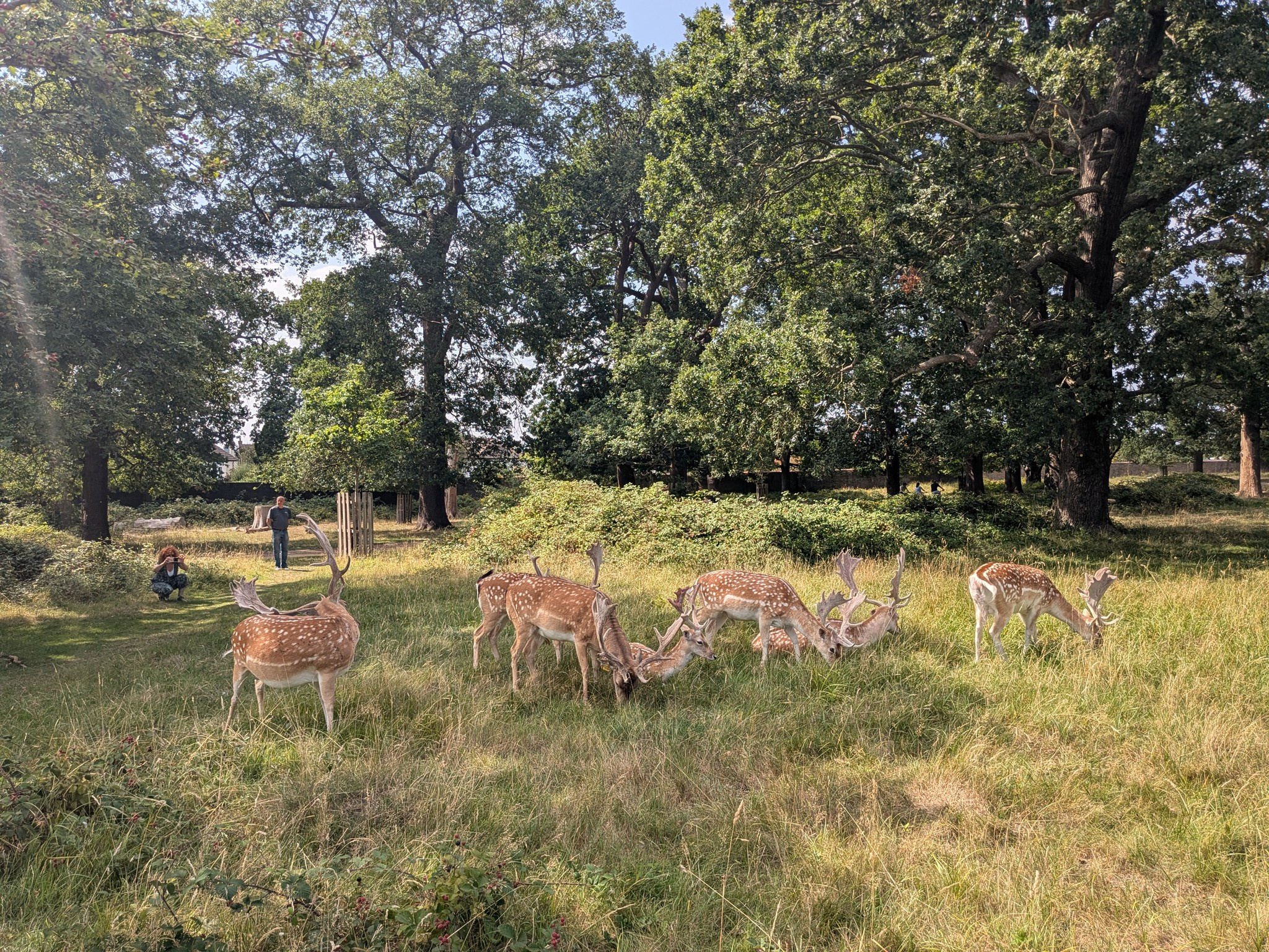 deer.jpg