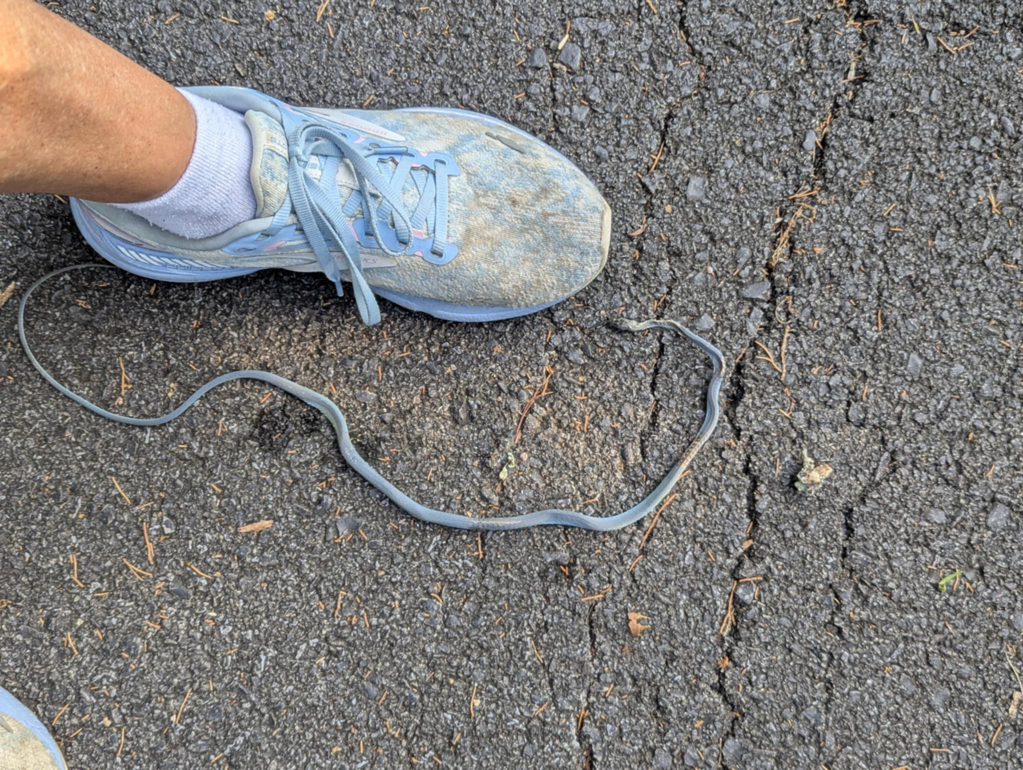blue snake with shoe.jpg