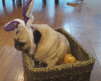 Easter Sunday Lol GIF by America's Funniest Home Videos.gif