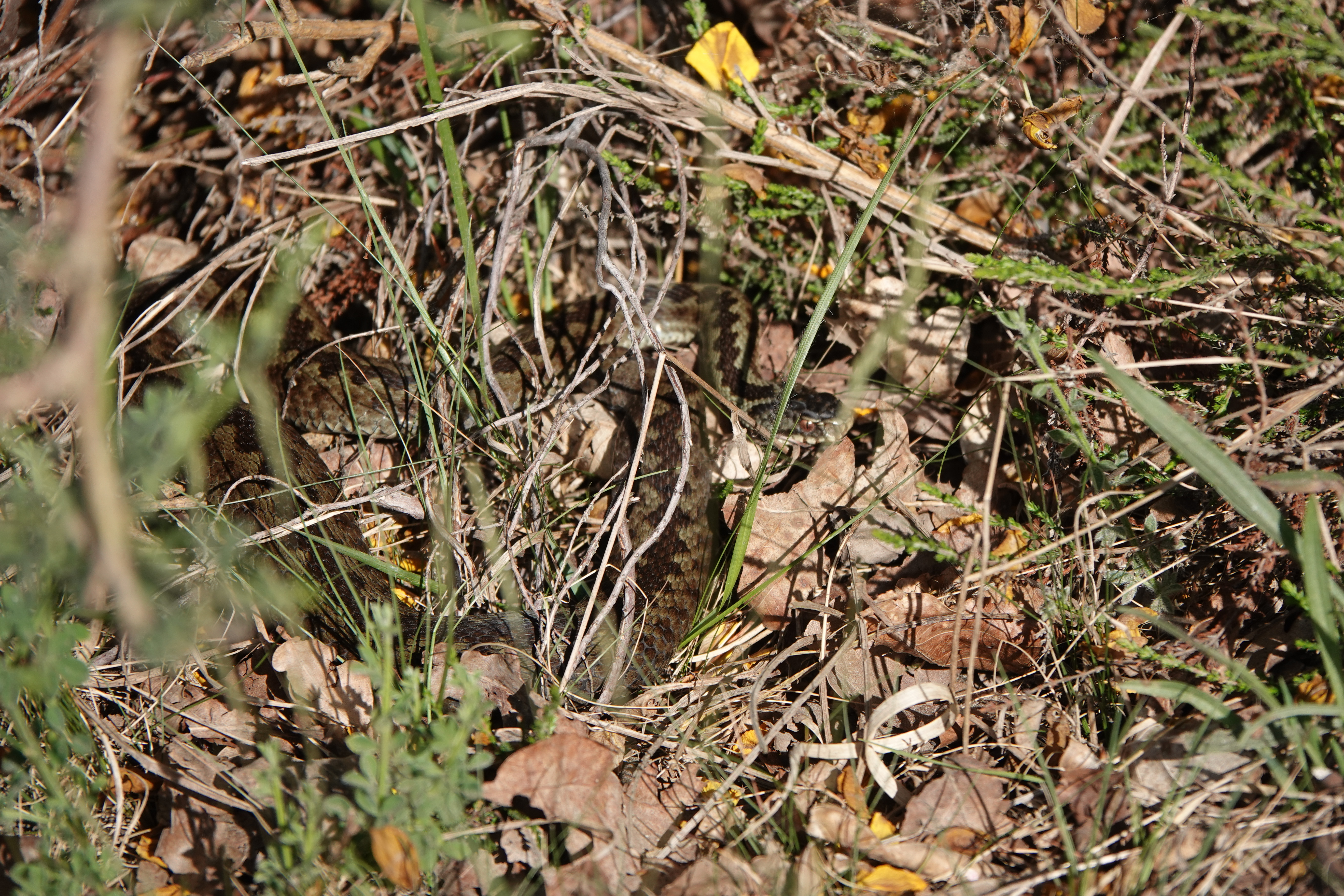 DSC00143.JPG