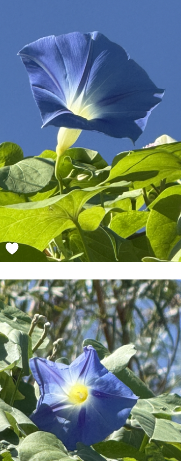 Screenshot 2025-09-28 at 9.54.00 AM.png