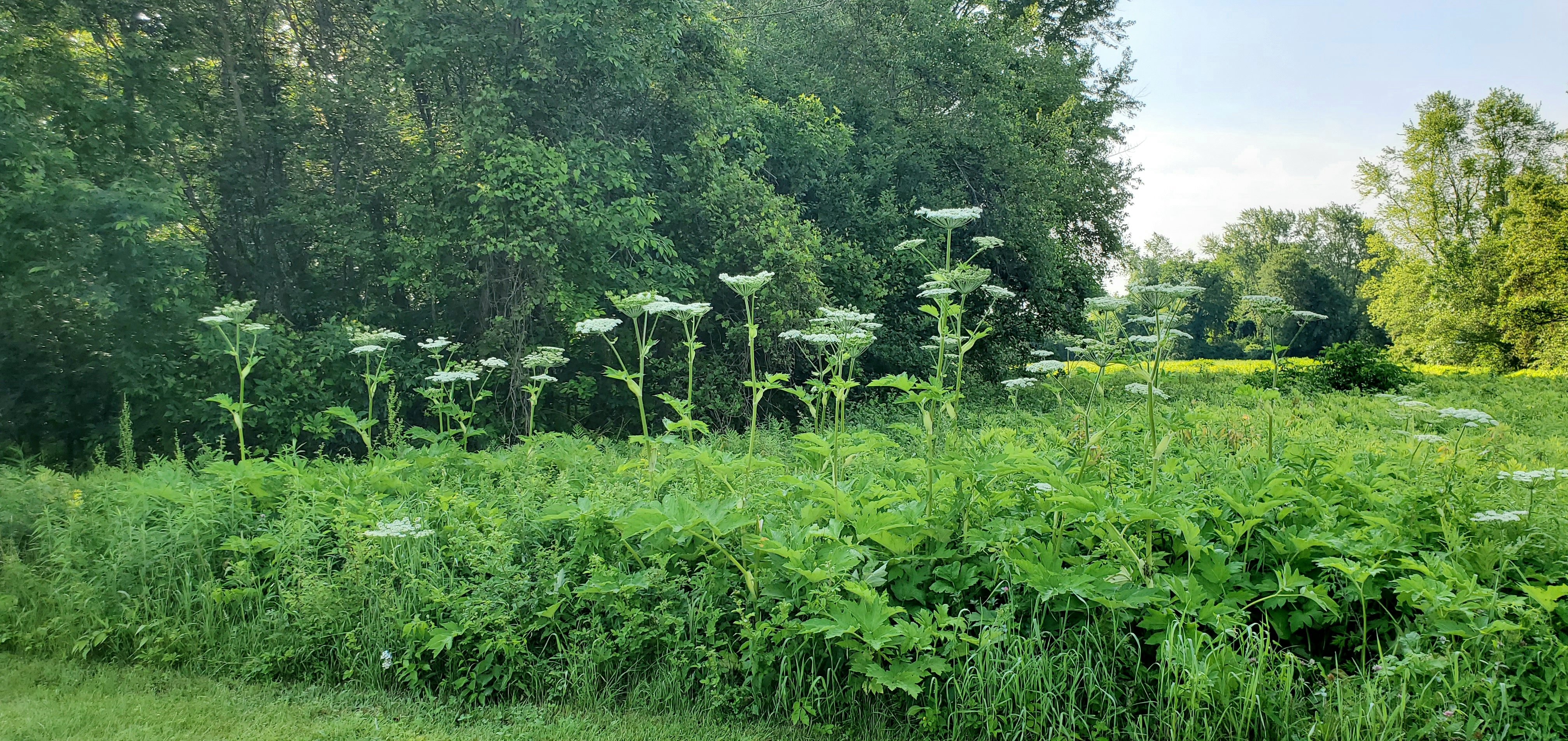 20250605_080127.jpg