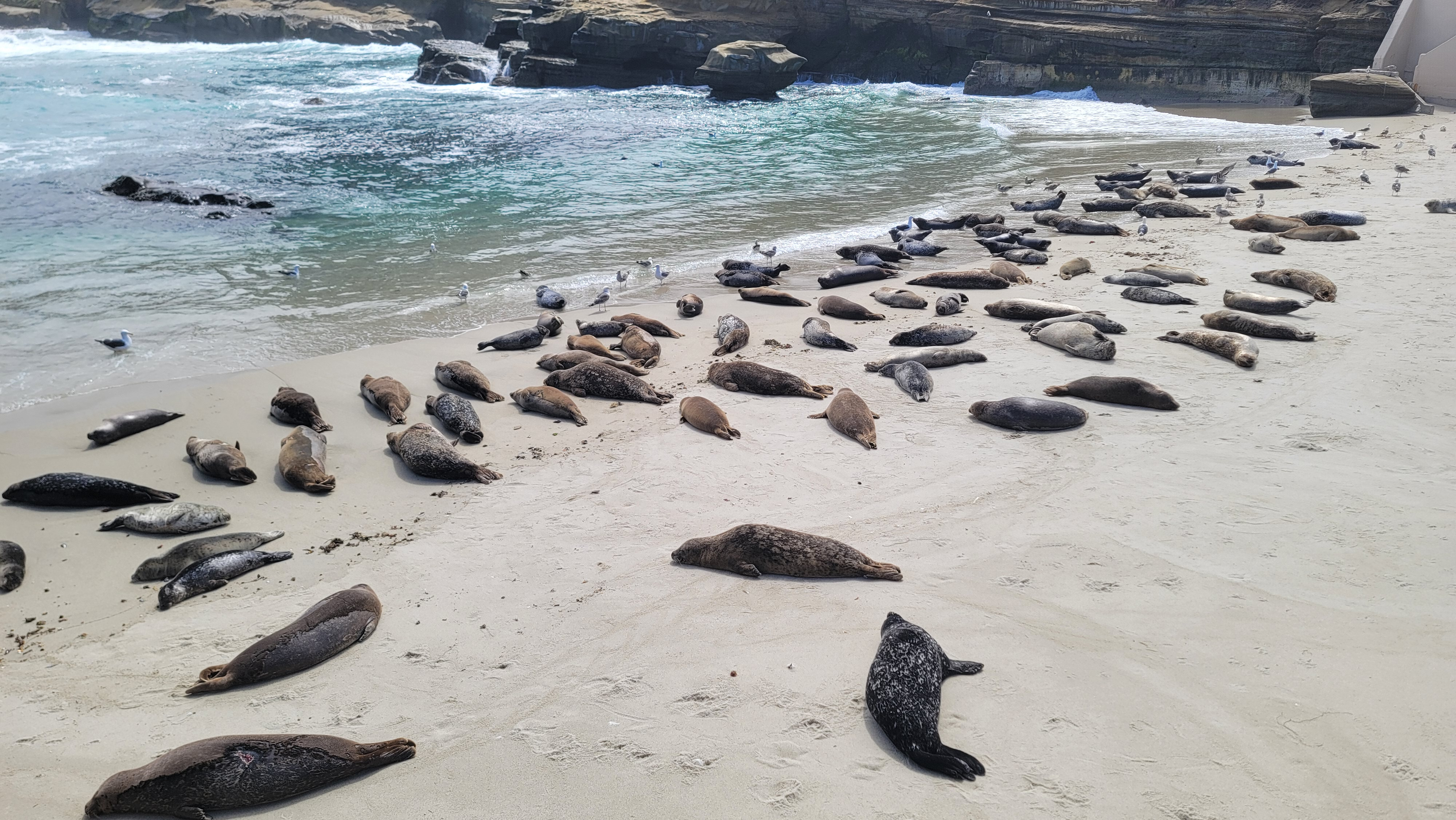 2025.04.28 Seals on the beach.jpg