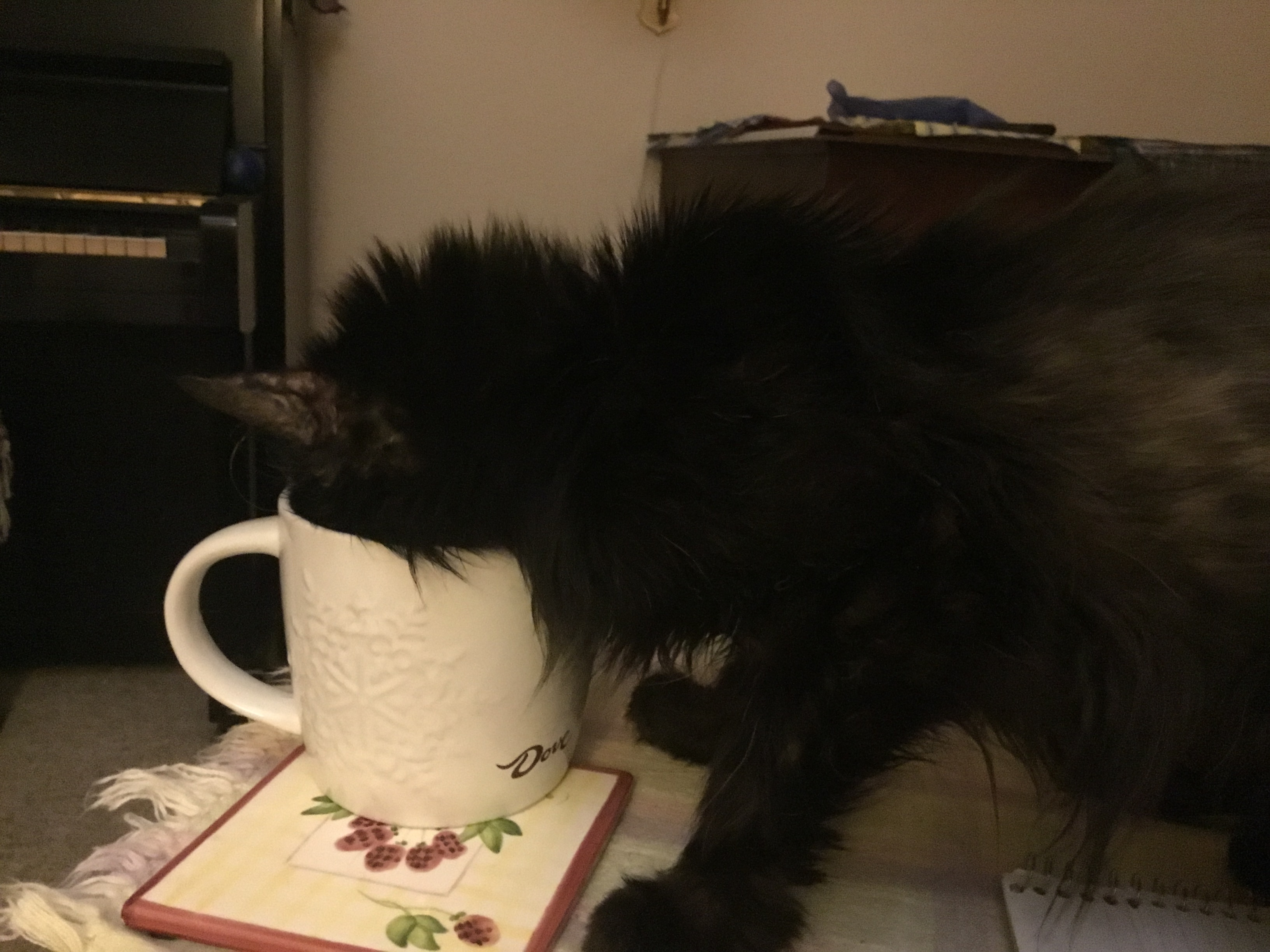 IMG_0519.jpeg