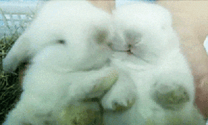 Bunny GIF.gif