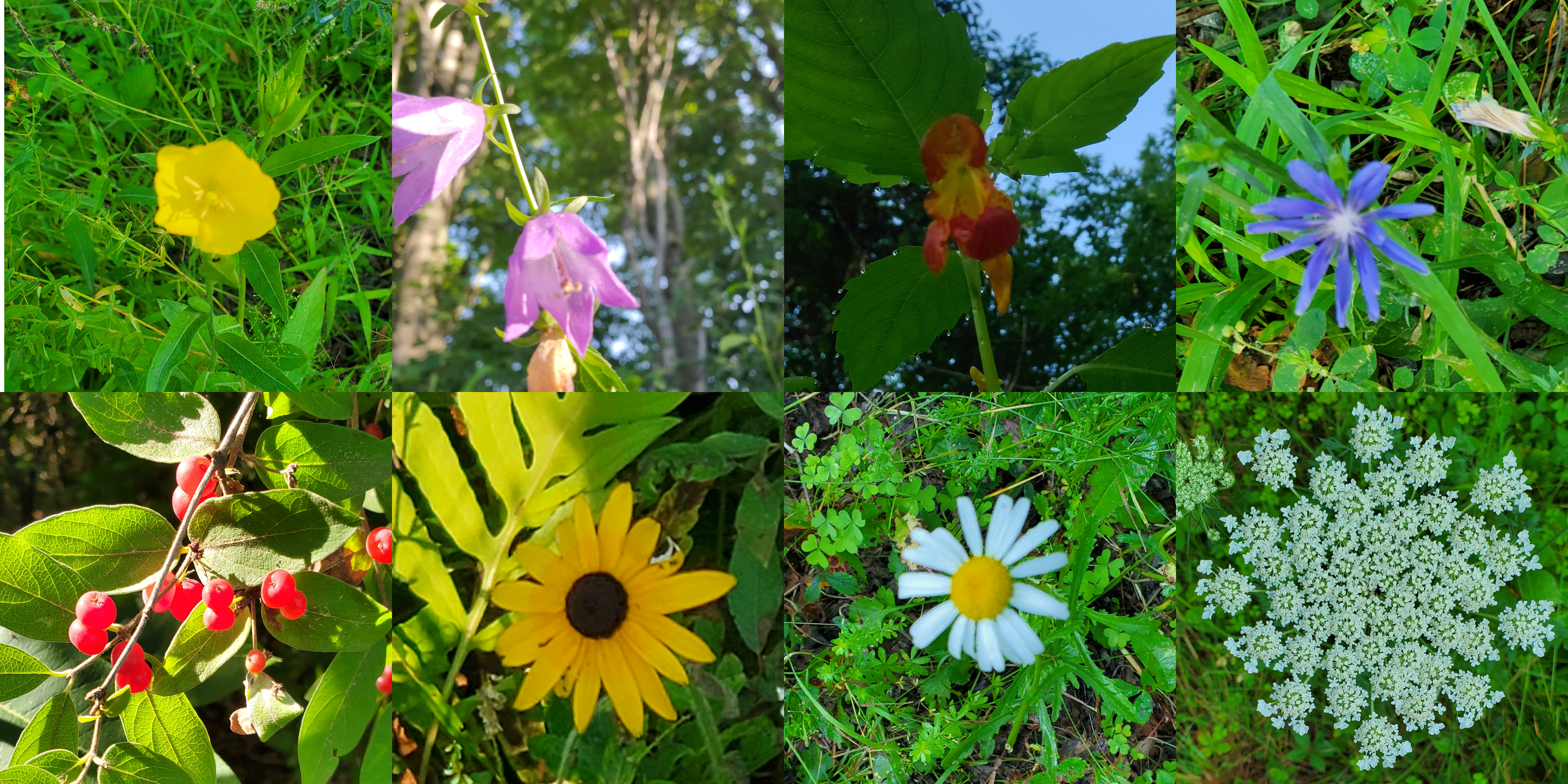 Flowers of Delaware and Hudson Rail Trail - Castleton, VT.png