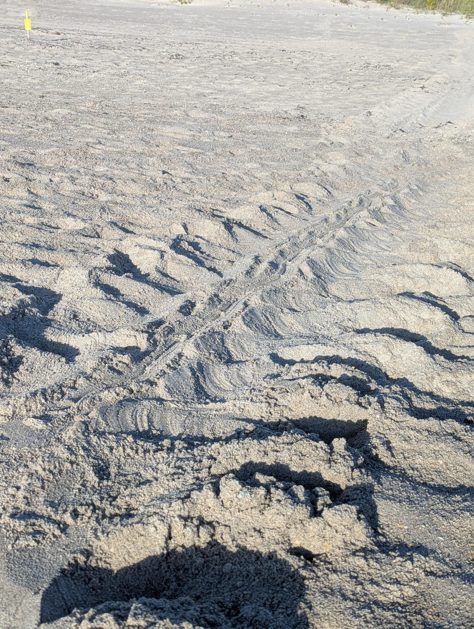 Turtle tracks.jpg
