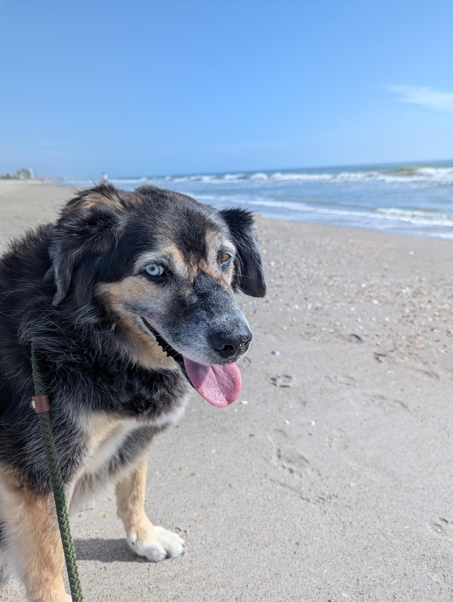 Tippy on the beach Friday.jpg