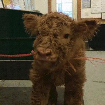 ey7wfv4s1nc4.gif