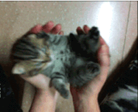 1c5fj6bhg6su.gif