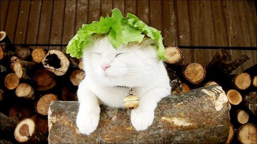 4a02sr8l0j8q.gif