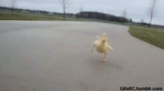 zlnnasqa3nxu.gif