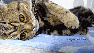 q00zxma18mem.gif