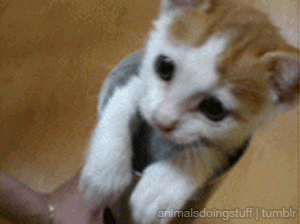 ud3os9mlgr8n.gif