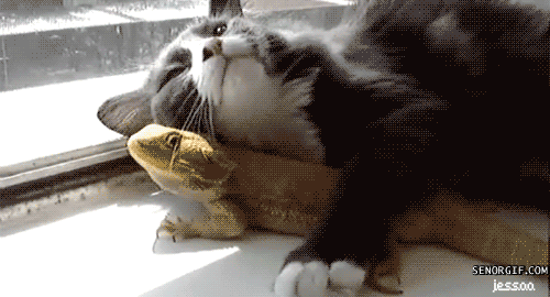 x6w29az5nkbo.gif