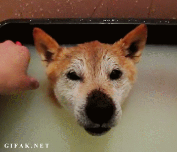 hfyzhpt9trw8.gif