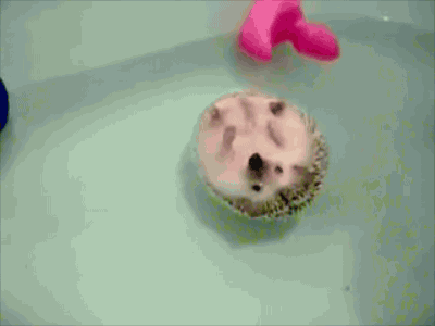 8t2k4pshaj1f.gif