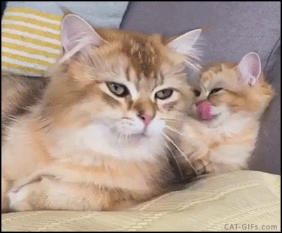 7n0sy7eamcn7.gif