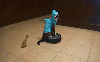 9che8zc3vx86.gif