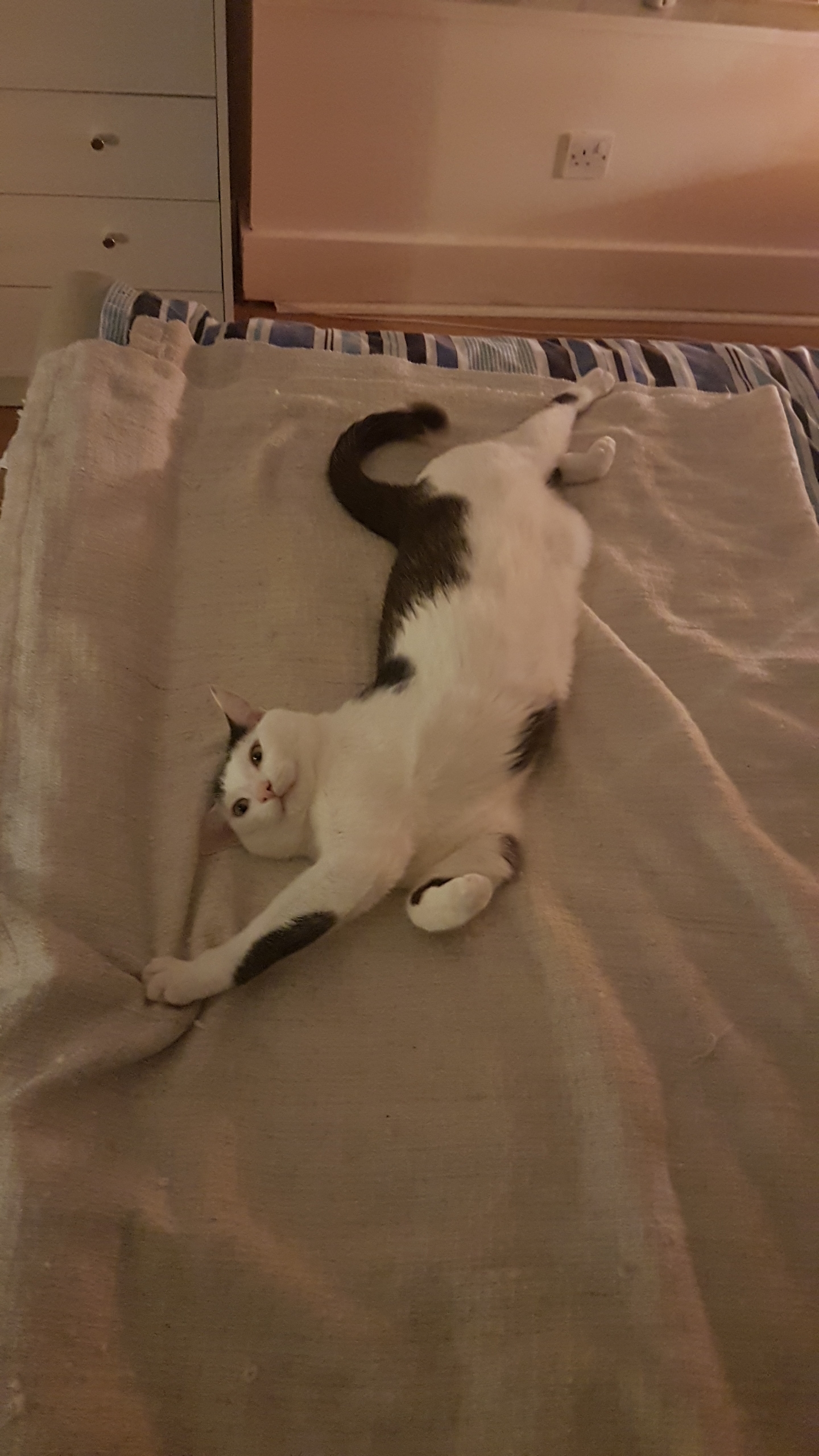 Kitty pics for those who love kitty pics Page 11 — MyFitnessPal