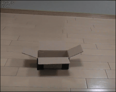 r8pjyt9vfts4.gif