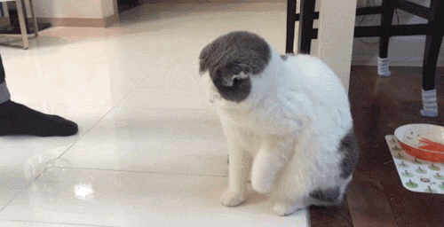 pyb4x15snhct.gif